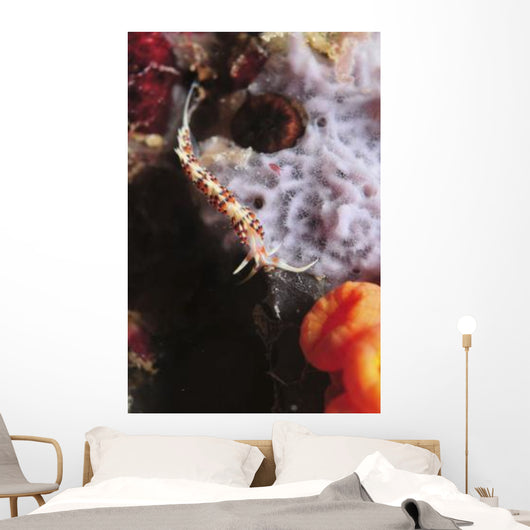 Phidiana Indica Nudibranch Purple Wall Decal