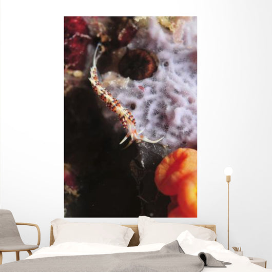 Phidiana Indica Nudibranch Purple Wall Decal