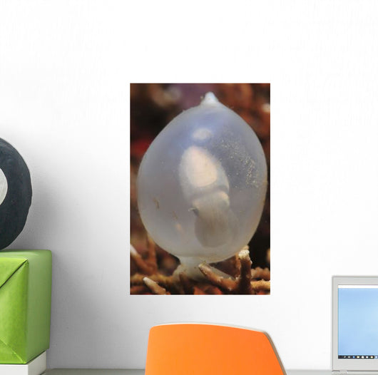White Cuttlefish Egg Staghorn Wall Decal