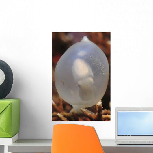 White Cuttlefish Egg Staghorn Wall Decal