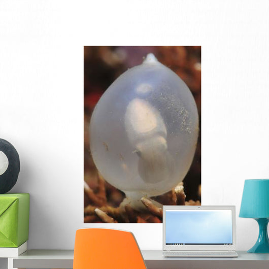White Cuttlefish Egg Staghorn Wall Decal