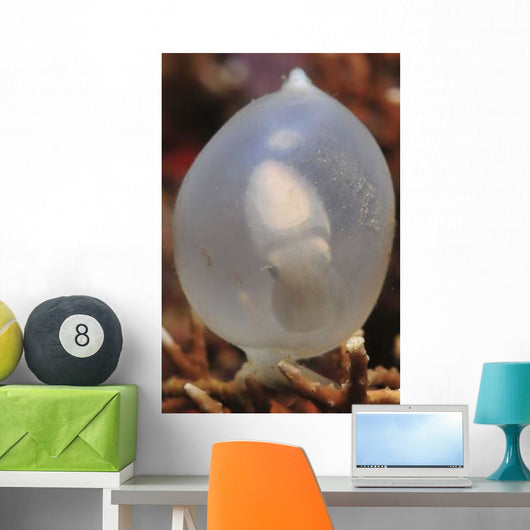 White Cuttlefish Egg Staghorn Wall Decal