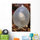 White Cuttlefish Egg Staghorn Wall Decal
