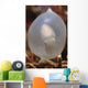 White Cuttlefish Egg Staghorn Wall Decal