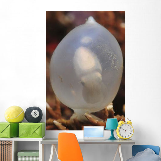 White Cuttlefish Egg Staghorn Wall Decal