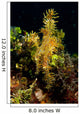 Harlequin Ghost Pipefish Lembeh Wall Decal