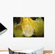 Yellow Leaf Scorpionfish with Wall Decal