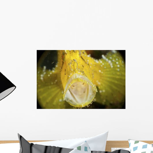 Yellow Leaf Scorpionfish with Wall Decal