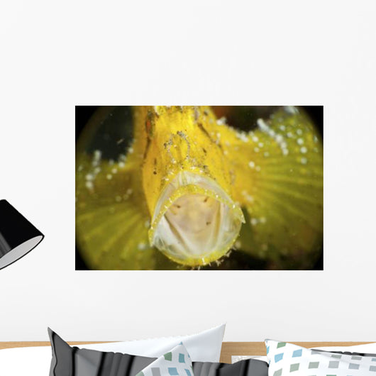 Yellow Leaf Scorpionfish with Wall Decal