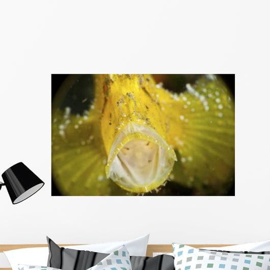 Yellow Leaf Scorpionfish with Wall Decal