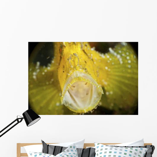 Yellow Leaf Scorpionfish with Wall Decal