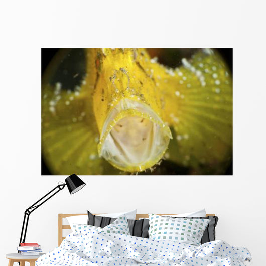 Yellow Leaf Scorpionfish with Wall Decal