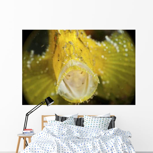 Yellow Leaf Scorpionfish with Wall Decal