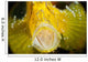 Yellow Leaf Scorpionfish with Wall Decal