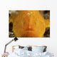 Orange Warty Frogfish North Wall Decal