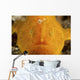 Orange Warty Frogfish North Wall Decal