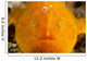 Orange Warty Frogfish North Wall Decal