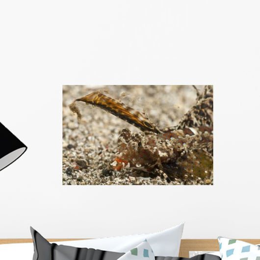 Fingered Dragonet Head Detail Wall Decal