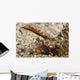Fingered Dragonet Head Detail Wall Decal