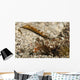 Fingered Dragonet Head Detail Wall Decal