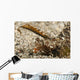 Fingered Dragonet Head Detail Wall Decal
