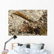 Fingered Dragonet Head Detail Wall Decal