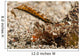 Fingered Dragonet Head Detail Wall Decal