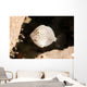Tiny White Filefish with Wall Decal