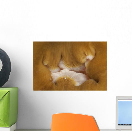 Detail Mouth Beige and Wall Decal