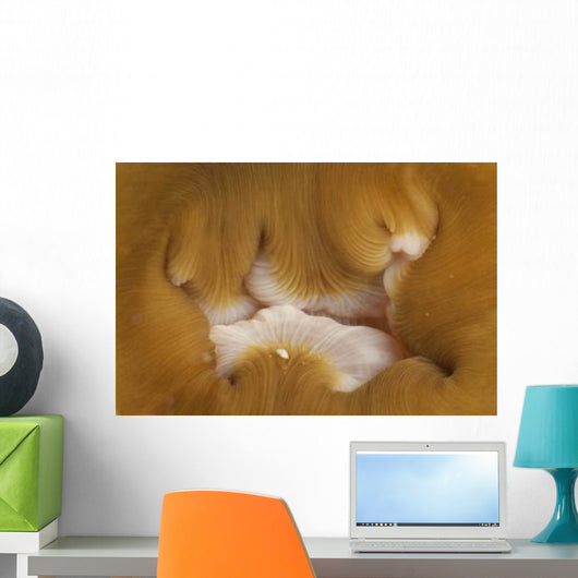 Detail Mouth Beige and Wall Decal