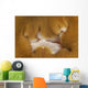 Detail Mouth Beige and Wall Decal