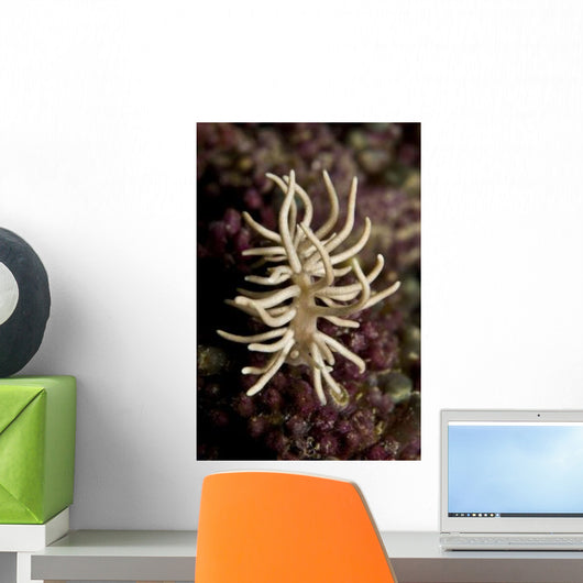 Phyllodesmium Briareum Nudibranch Purple Wall Decal