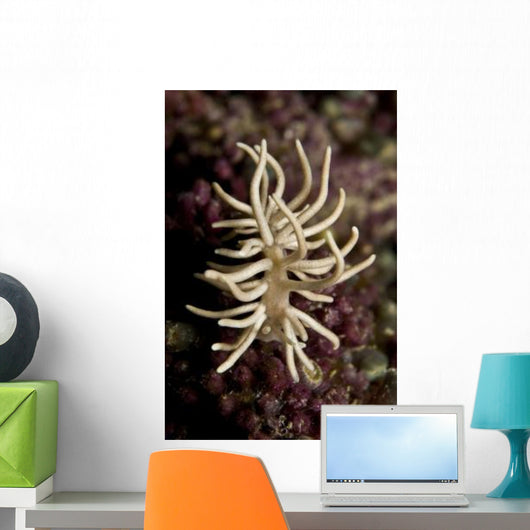 Phyllodesmium Briareum Nudibranch Purple Wall Decal