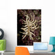 Phyllodesmium Briareum Nudibranch Purple Wall Decal