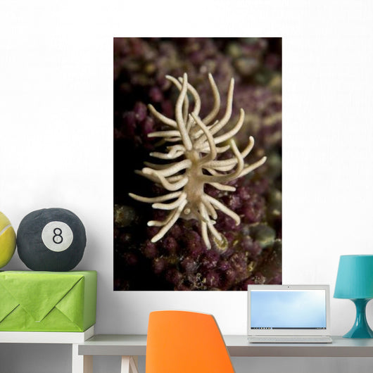 Phyllodesmium Briareum Nudibranch Purple Wall Decal