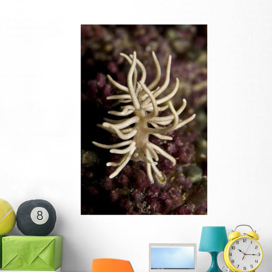 Phyllodesmium Briareum Nudibranch Purple Wall Decal