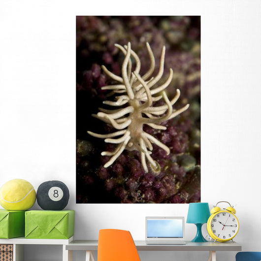 Phyllodesmium Briareum Nudibranch Purple Wall Decal