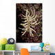 Phyllodesmium Briareum Nudibranch Purple Wall Decal