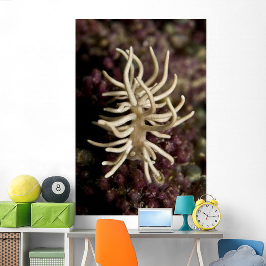 Phyllodesmium Briareum Nudibranch Purple Wall Decal