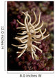 Phyllodesmium Briareum Nudibranch Purple Wall Decal