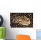 Head Detail Stargazer Lembeh Wall Decal Design 2