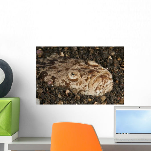 Head Detail Stargazer Lembeh Wall Decal Design 2