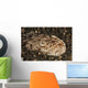 Head Detail Stargazer Lembeh Wall Decal Design 2