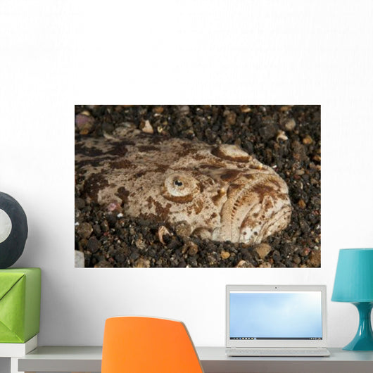 Head Detail Stargazer Lembeh Wall Decal Design 2