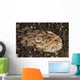 Head Detail Stargazer Lembeh Wall Decal Design 2