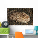 Head Detail Stargazer Lembeh Wall Decal Design 2