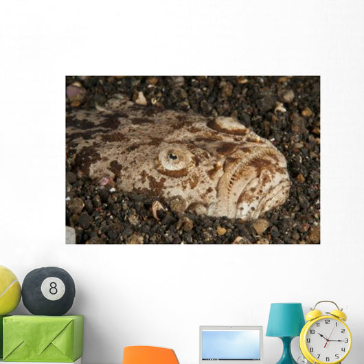 Head Detail Stargazer Lembeh Wall Decal Design 2