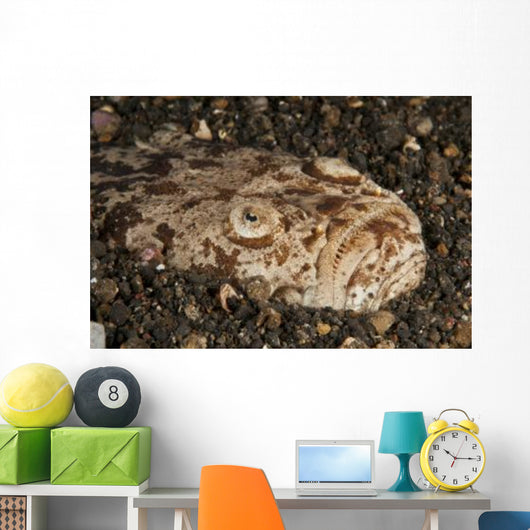 Head Detail Stargazer Lembeh Wall Decal Design 2