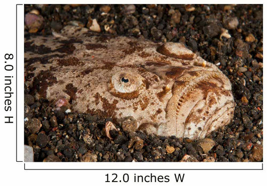 Head Detail Stargazer Lembeh Wall Decal Design 2