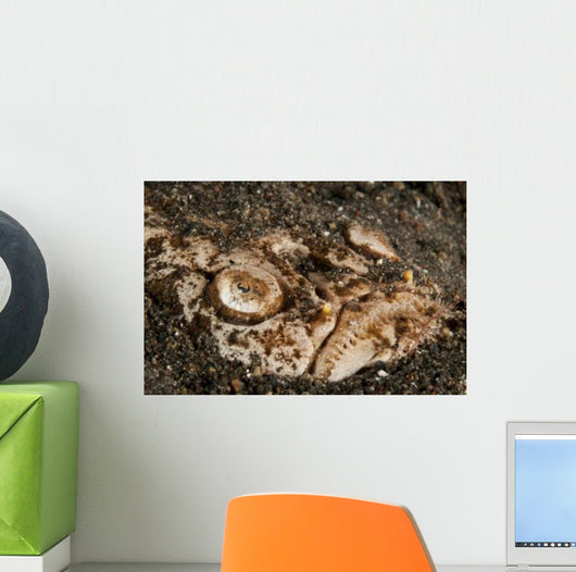 Head Detail Stargazer Lembeh Wall Decal Design 1